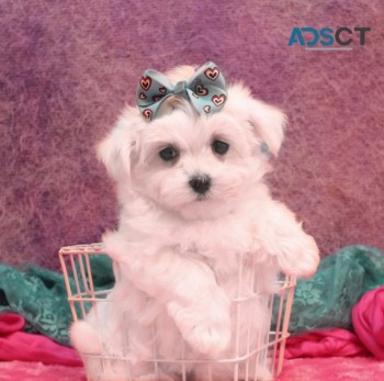 Maltese Puppies For Sale