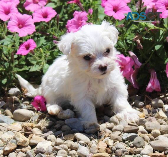 Maltese Puppies For Sale