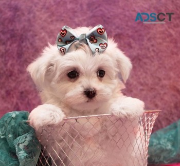 Maltese Puppies For Sale