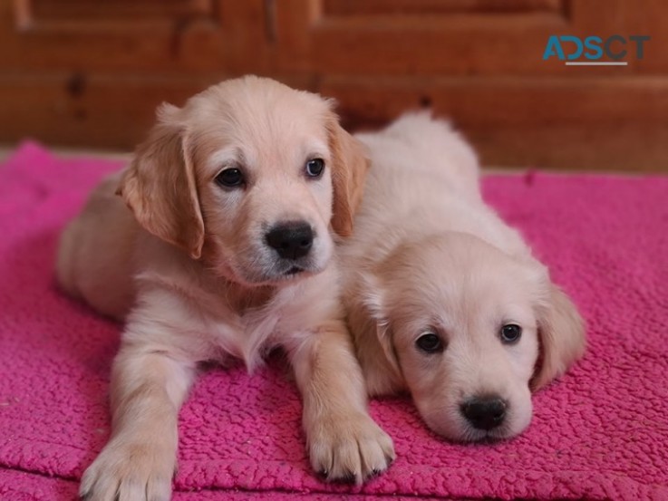 Candy Golden Retrievers