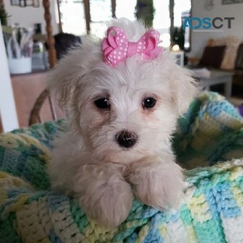 Maltese Puppies For Sale