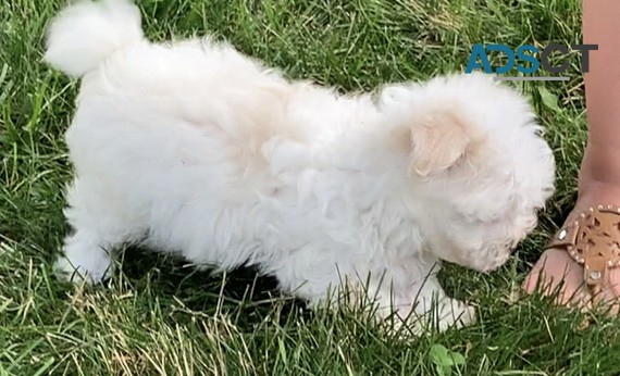 Maltese Puppies For Sale