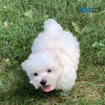 Maltese Puppies For Sale