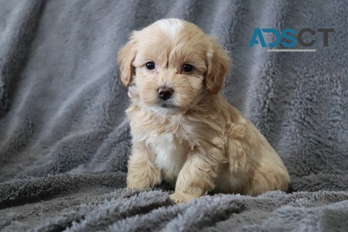 Maltipoo pups for sale