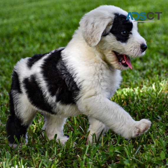 Old English Sheepdog Puppies For Sale