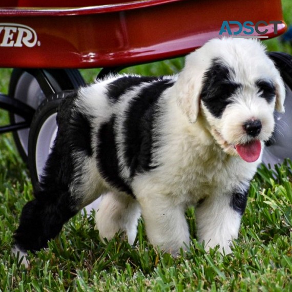 Old English Sheepdog Puppies For Sale