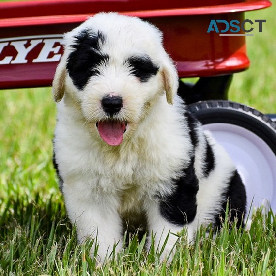 Old English Sheepdog Puppies For Sale