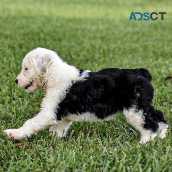 Old English Sheepdog Puppies For Sale