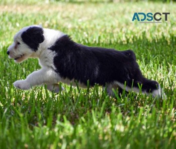 Old English Sheepdog Puppies For Sale