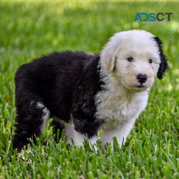 Old English Sheepdog Puppies For Sale