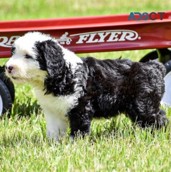 Old English Sheepdog Puppies For Sale