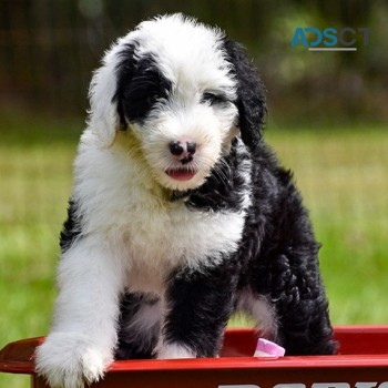 Old English Sheepdog Puppies For Sale