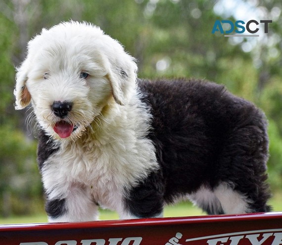 Old English Sheepdog Puppies For Sale