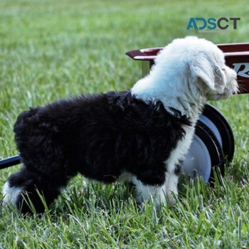 Old English Sheepdog Puppies For Sale