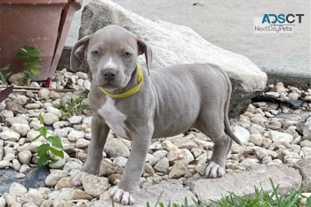 Pitbull terrier