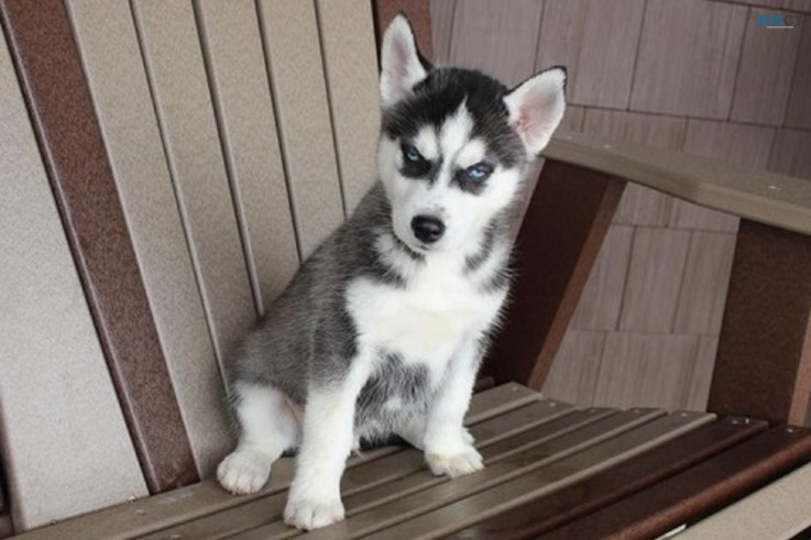 Blue eyes SIberian husky