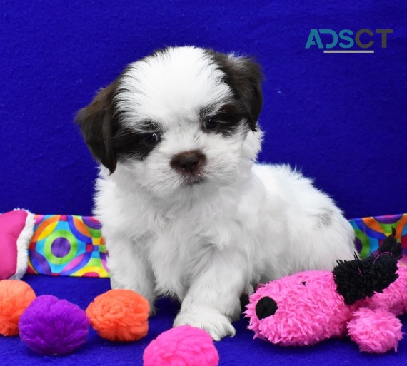 Shih Tzu Puppies For Sale