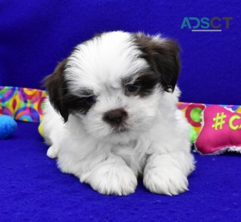 Shih Tzu Puppies For Sale