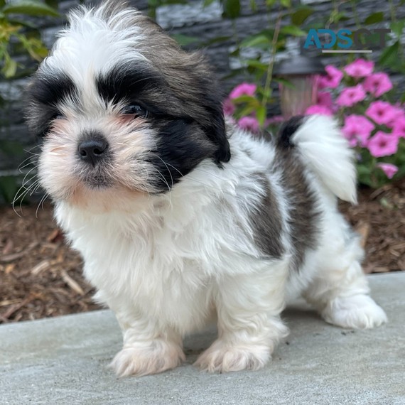 Shih Tzu Puppies For Sale