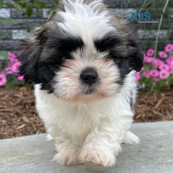 Shih Tzu Puppies For Sale