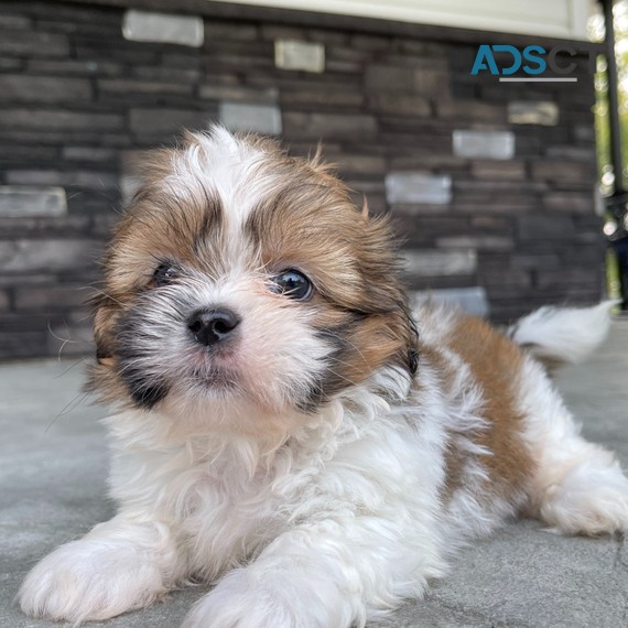 Shih Tzu Puppies For Sale