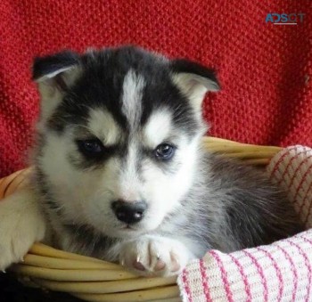 Blue eyes SIberian husky