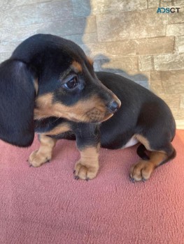 Dachshund Puppy for Sale