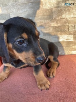 Dachshund Puppy for Sale