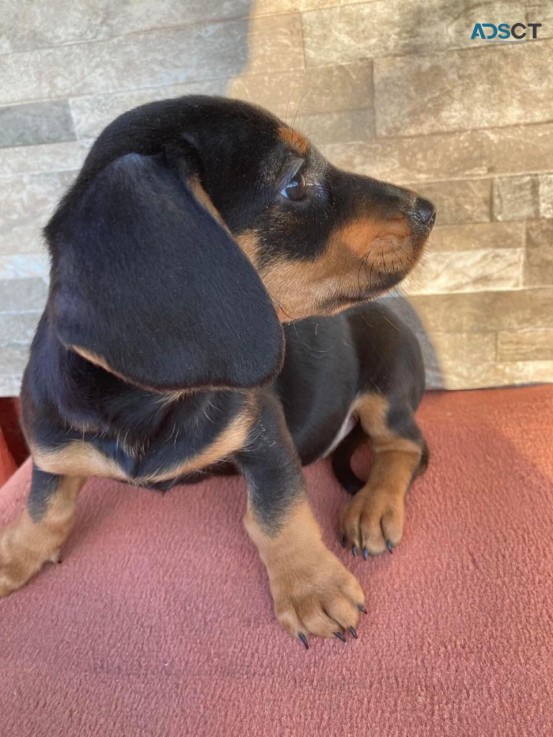 Dachshund Puppy for Sale