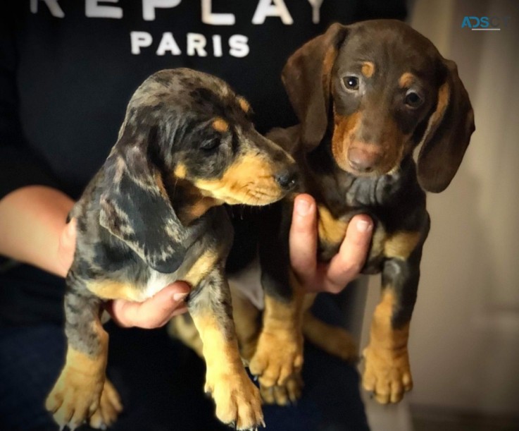 Dachshund Puppy ready for sale