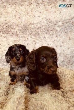 Dachshund puppies ready now