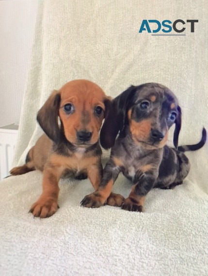  Dachshund Puppy