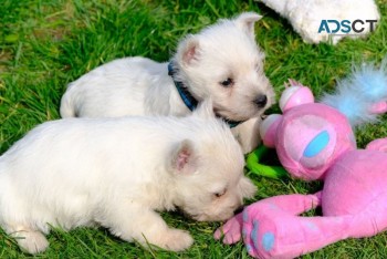 West Highland White Terrier Puppy