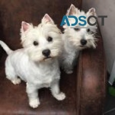 2 West Highland White Terrier 