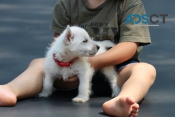 West Highland White Terrier 