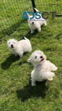 West Highland White Terrier Puppy