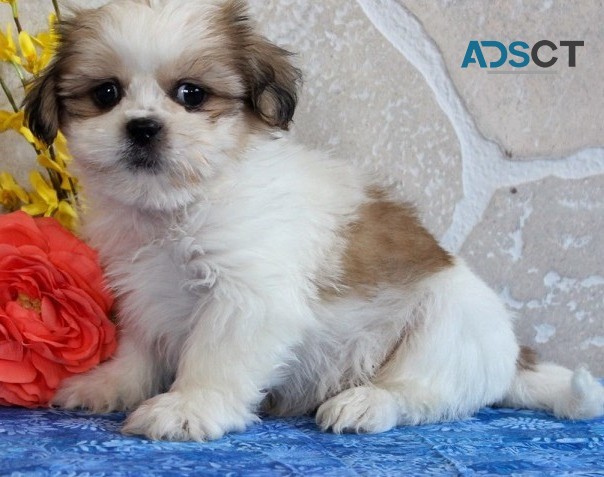 Shih txu puppies for sale