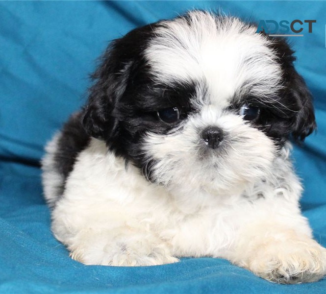 Shih tzu puppies for sale