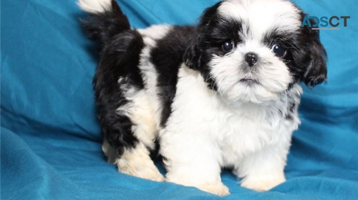 shih tzu puppies for sale