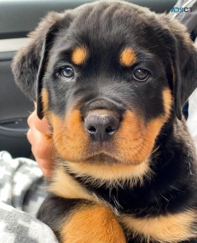 Rottweiler puppies for sale