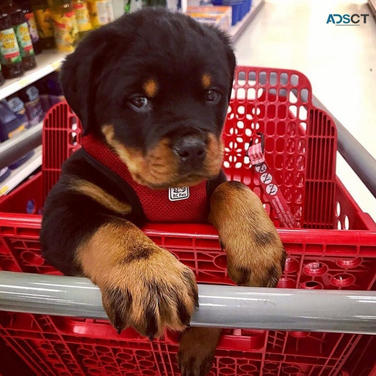 Rottweiler puppies for sale