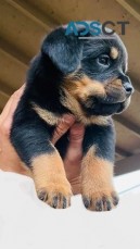 Rottweiler puppies for sale