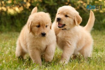 Golden Retriever Puppies For Sale