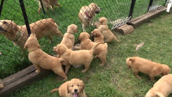 Golden Retriever Puppies For Sale