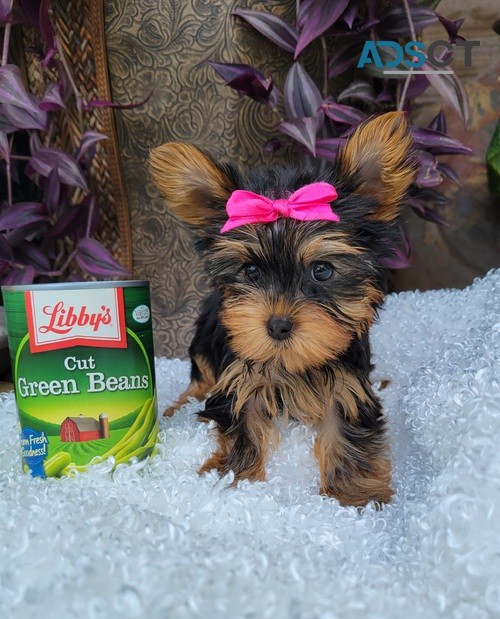 Yorkshire Terrier puppies