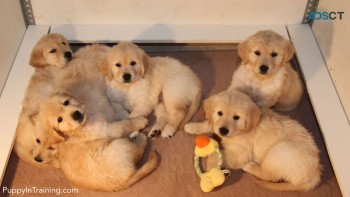 Golden Retriever Puppies For Sale