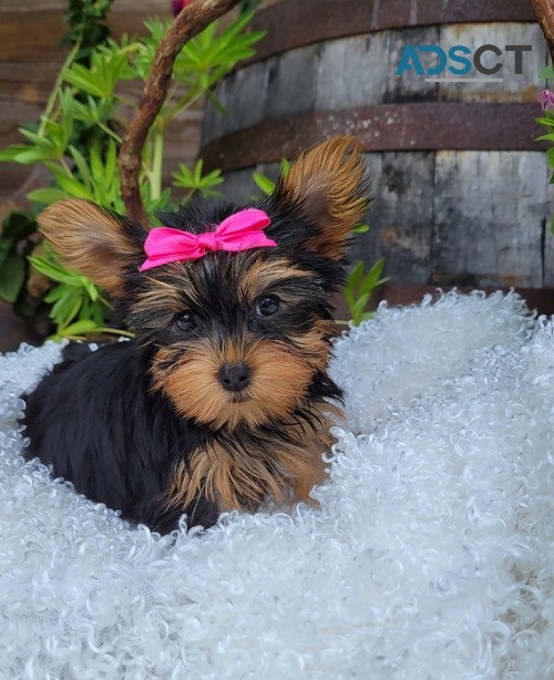 Yorkshire Terrier puppies