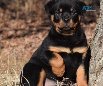 Rottweiler puppies for sale