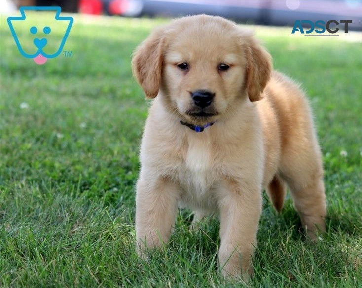 Golden Retriever Puppies For Sale