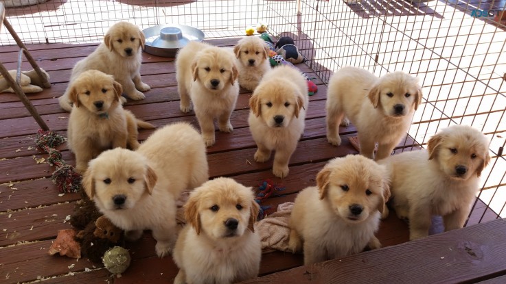 Golden Retriever Puppies For Sale